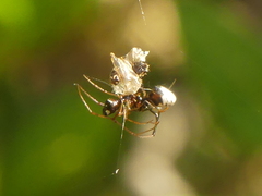 Argyrodes argyrodes