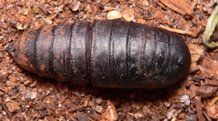 Bunaea alcinoe