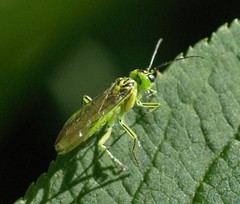 Rhogogaster chlorosoma