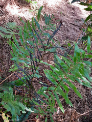 Blechnum minus