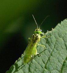 Rhogogaster chlorosoma