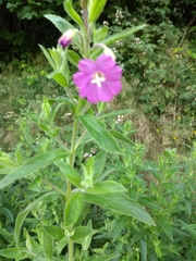 Epilobium hirsutum