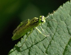 Rhogogaster chlorosoma