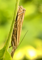Crambus lathoniellus