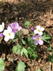 Cardamine nuttallii
