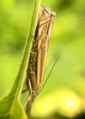 Crambus lathoniellus