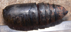 Bunaea alcinoe