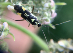 Grypocoris stysi