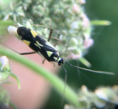 Grypocoris stysi