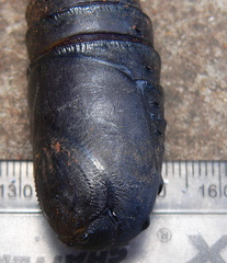 Bunaea alcinoe