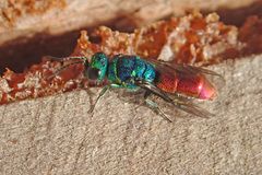 Chrysis angustula