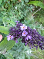 Buddleja davidii