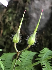 Geranium robertianum