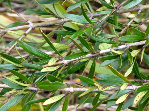 Coprosma × cunninghamii, photograph 6