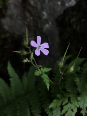 Geranium robertianum