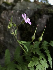 Geranium robertianum