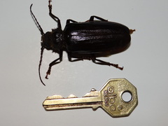 Aplagiognathus spinosus