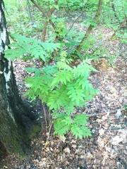 Sorbus aucuparia
