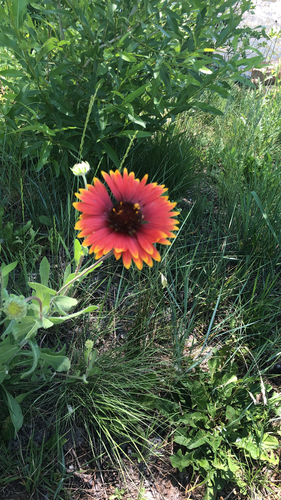Blanket Flower (Gaillardia) plant photo (Gaillardia × grandiflora)