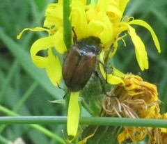 Phyllopertha horticola