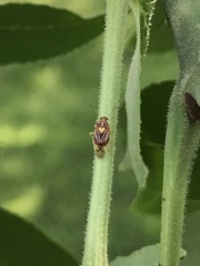 Tropidosteptes