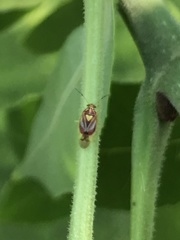 Tropidosteptes