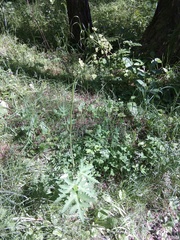 Heracleum sphondylium sibiricum