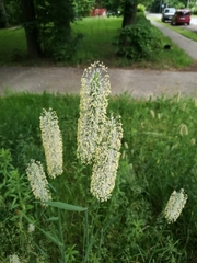 Phleum pratense