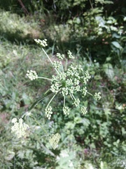 Heracleum sphondylium sibiricum