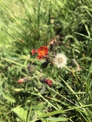 Pilosella aurantiaca
