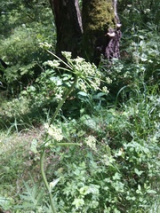 Heracleum sphondylium sibiricum