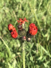 Pilosella aurantiaca