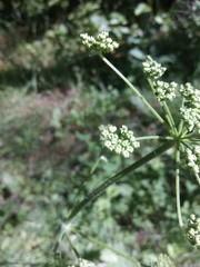 Heracleum sphondylium sibiricum