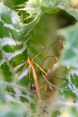 Apterobittacus apterus