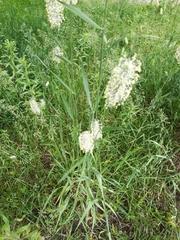 Phleum pratense