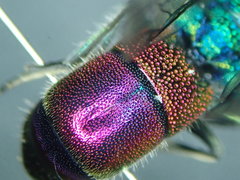Chrysis angustula