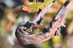 Sceliphron destillatorium