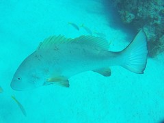 Lutjanus cyanopterus