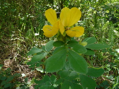 Senna cobanensis