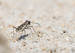 Cephalota chiloleuca