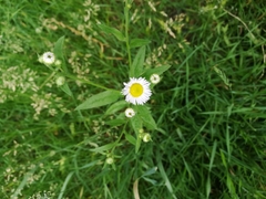Erigeron annuus