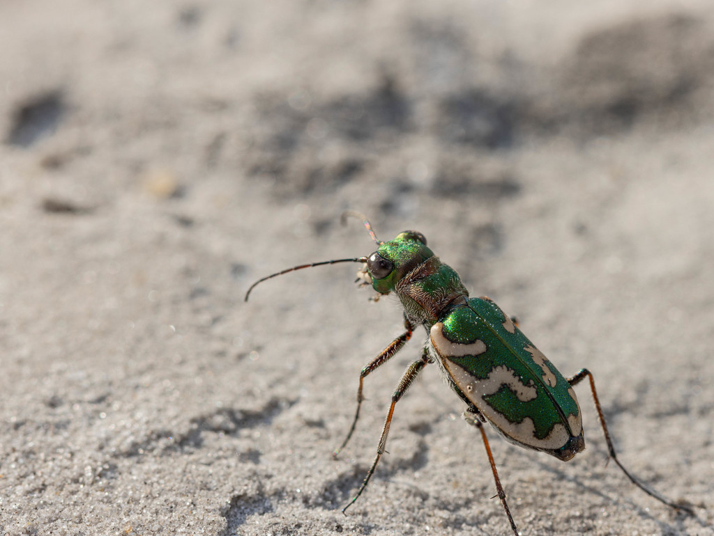 Cephalota besseri