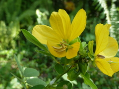 Senna cobanensis