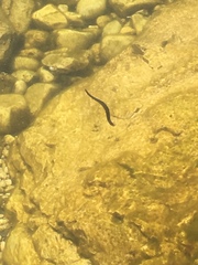 Haemopidae