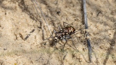 Cicindela nordmanni