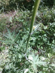 Heracleum sphondylium sibiricum