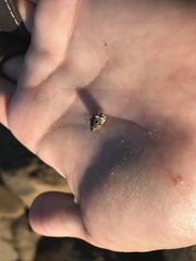 Echinolittorina pascua