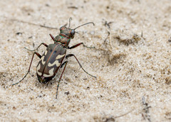 Cicindela nordmanni
