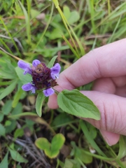 Prunella vulgaris