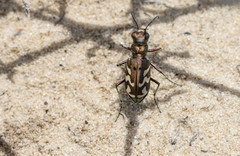 Cicindela nordmanni